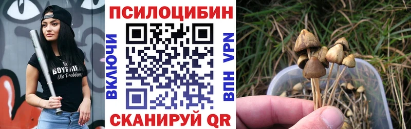 мориарти телеграм  Чадан  Галлюциногенные грибы Cubensis  закладка 